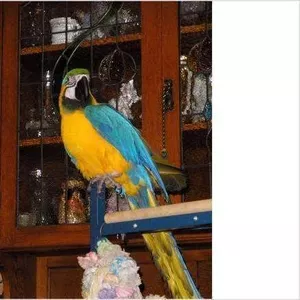 Dдома,  поднятые и зарегистрирован синих и золотых попугаи ара для прод