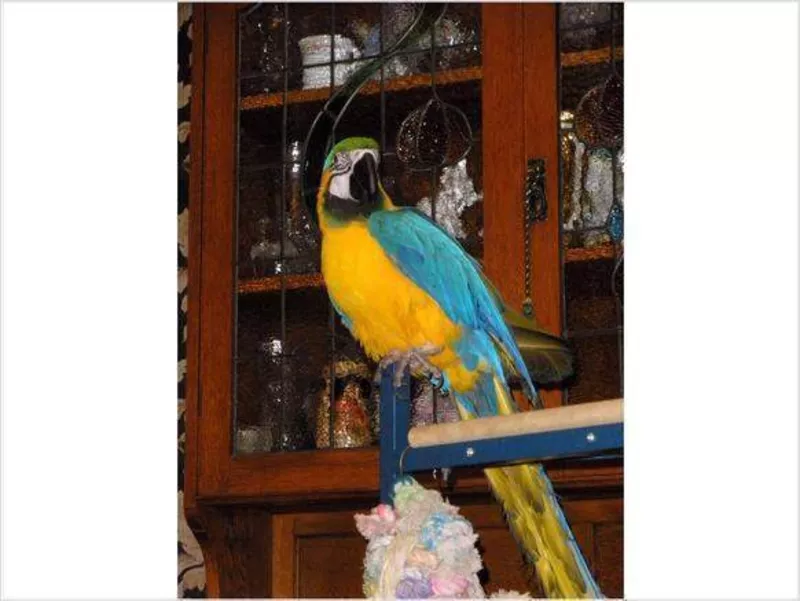 Dдома,  поднятые и зарегистрирован синих и золотых попугаи ара для прод